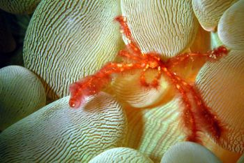 crab in bubble coral. Taken by a Nikon Coolpix 5000, case... by Ugo Gaggeri 